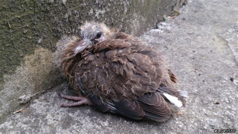 斑鳩幼鳥死前的徵兆